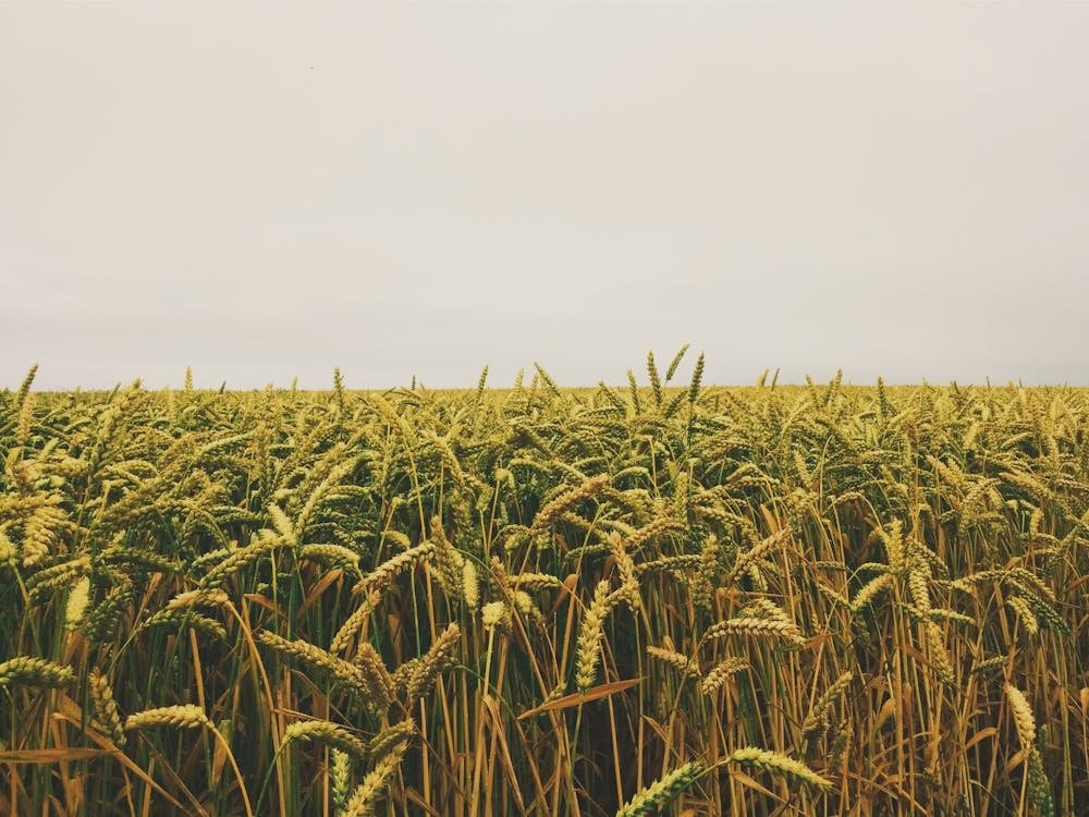 GMOs, Herbicides, and Cancer - A Toxic Triangle